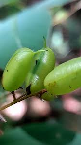 Image result for Pycnospora