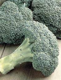 Work plenty of rotten manure, some blood meal or cottonseed meal into the soil before planting, and consider watering with fish emulsion or other organic fertilizers every three to four weeks during the growing season. Pacman Broccoli Plants Piedmont Farm Garden