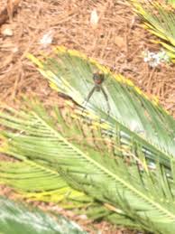 Welcome to valdosta pest control, inc. Azalea City Exterminating Home Facebook