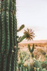 Obtenha um segundo vídeo stock com 11.000 segundos de joshua tree np cactus flower a 29.97fps. Our Book At Home In Joshua Tree Releases October 23 The Joshua Tree House Nature Photography Desert Aesthetic Joshua Tree