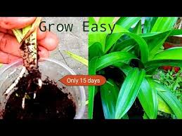 Browse our extensive selection of different succulents plants, perfect for any occasion! Video Pandanus Amaryllifolius