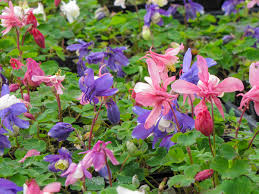 Image result for Aquilegia pompom mix