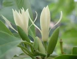 17 Hoa Ngọc Lan ý tưởng | magnolias, thực vật, thiên nhiên
