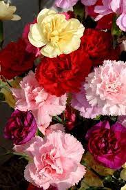 Pin By Brenda Gonzalez On Flowers Carnation Flower Flower Seeds Flowers