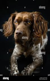 Adorable loyal brown roan Small Munsterlander dog with collar standing in  studio against black background and looking away Stock Photo