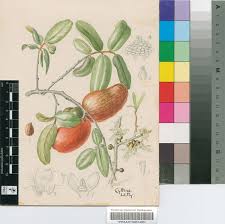 Image result for Hexalobus monopetalus