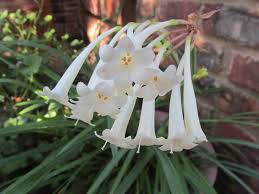 Image result for Cyrtanthus mackenii