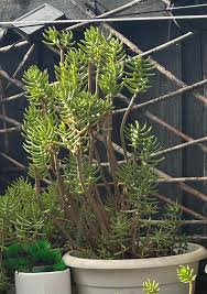 Image result for Diclis ovata