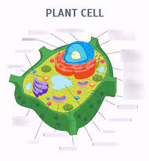 Check spelling or type a new query. Plant Cell Parts Holler S Honors Biology Part B Diagram Quizlet