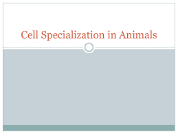 Be it humans or plants or animals, every living organism is composed of cells. Cell Specialization In Animals