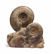 Ammonoidea is one of three subclasses of cephalopods, the others being coleoidea (octopuses, squids, cuttlefishes, extinct belemites), and nautiloidea. An Ammonite Cluster