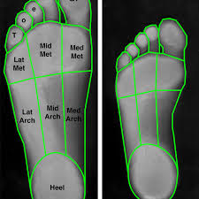 Ступня, стопа, нога в значении «ступня». Foot Sole Area Measurement The Surface Areas Of 9 Different Individual Download Scientific Diagram