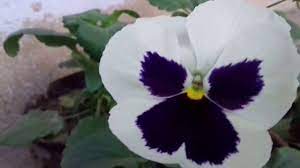 Beau Violet Flower Meaning In Hindi Spot And Stripe