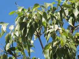 Brachychiton includes about 30 species of trees native to australia. Brachychiton Populneus Sterculia Boething Treeland Farms
