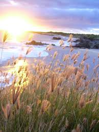 Image result for Chloris pilosa