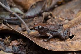 Image result for Pouchetia