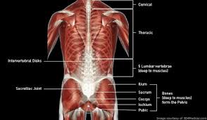 Muscles of the lower back anatomy include the multifidus longissimus spinalis and quadratus lumborum. Lower Back Anatomy Skin Novocom Top