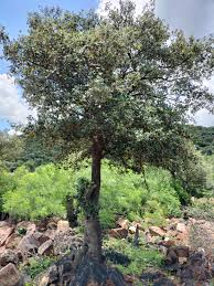 Image result for Androstachys johnsonii