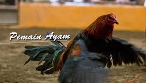 Sabung Ayam Peru Atau Peruvian Cockfighting Ayam Peru