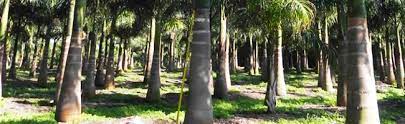 Forest mulch recycled wood chips: Wholesale Palm Trees Sunrise Florida Palmco