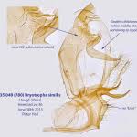 Image result for Bryotropha similis