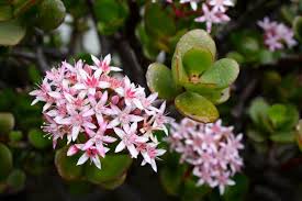 Succulents are trending in the décor world right now and look great in any home. Jade Plant How To Choose Plant And Take Care Of Your Jade Plant