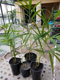 Image result for Dypsis lutescens