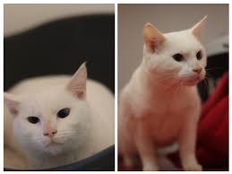 Holmbyre Cattery added a new photo.