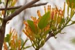Image result for Agelanthus fuellebornii