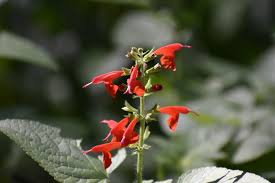 Image result for Salvia coccinea