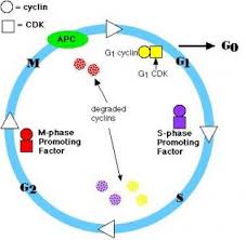 The cell cycle worksheet name: Ib Biology Control Of Cell Cycle Cancer