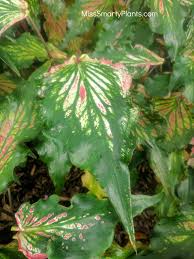 Caladium Tinkerbell From Bates Caladiums New Caladium Varieties For The Shade Garden Great Garden Ideas Plants Caladium Pretty Plants