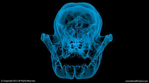 3d Model Skull For My Name Is Lentil On Facebook A Puppy With A Cleft Palate X Ray Material Front Cg Artist Cleft Palate Lion Sculpture