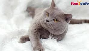 British Shorthair Kedisi Ozellikleri Ve Bakimini Ogrenin Kedi Evcil Hayvanlar Hayvan
