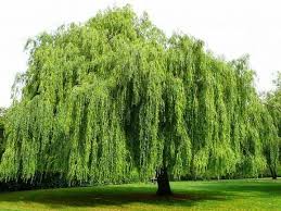 Home Made Plant Rooting Hormone Willow Water Baume Pflanzen Weidenbaum Pflanzen