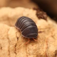 Image result for Alinula sp.