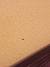 Bed Bug Poop On Walls