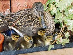 Quak Alarm Auf Dem Balkon Ente Erna Zuruck In Steinheim Extratipp