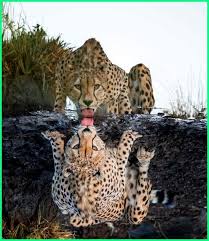  Keren 10 Foto Hewan Ini Bakal Bikin Kamu Berdecak Kagum Dunia Fauna Hewan Binatang Tumbuhan Dunia Fauna Hewan Bin Hewan Binatang Desain Karakter