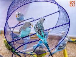 Birds For Sale In Florida A Little Birdie Told Me Birds Are The Best Friends Parakeets Birds Birdlove Pets Fly Petlandflorida Puppy Schedule Cat Diy Bird Aviary