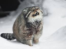 Check spelling or type a new query. ãƒã‚³ä»¥å¤–ã®å‹•ç‰©ã«è¦‹ãˆã‚‹ ãƒžãƒŒãƒ«ãƒã‚³ãŒ ã„ã‚ã„ã‚ãªæ„å'³ã§ãƒ¤ãƒã„ Grape ã‚°ãƒ¬ã‚¤ãƒ—
