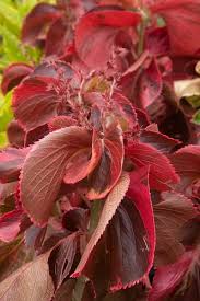 Image result for Acalypha