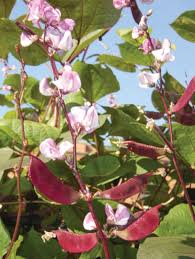 Check spelling or type a new query. Hyacinth Bean Welcoming Vine Of Fall Columbia Star