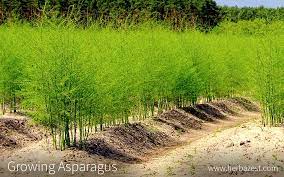 Asparagus, or garden asparagus, folk name sparrow grass, scientific name asparagus officinalis, is a perennial flowering plant species in the genus asparagus. Growing Asparagus Herbazest