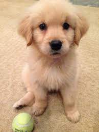 Kayak Our New Golden Puppy Golden Puppies Retriever Puppy Cute Baby Dogs