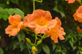 Image result for Bignoniaceae