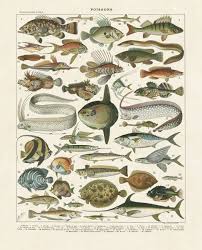 Poissons I Fish Illustration Fish Art Art