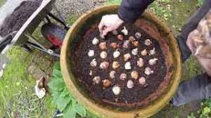 Not all potted bulbs are forced. Planting Tulip Bulbs In Pots Youtube