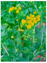 Image result for Tanacetum balsamita