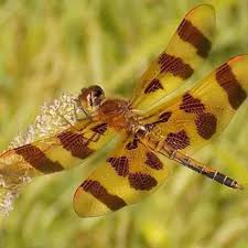 Image result for Nidorella pinnata